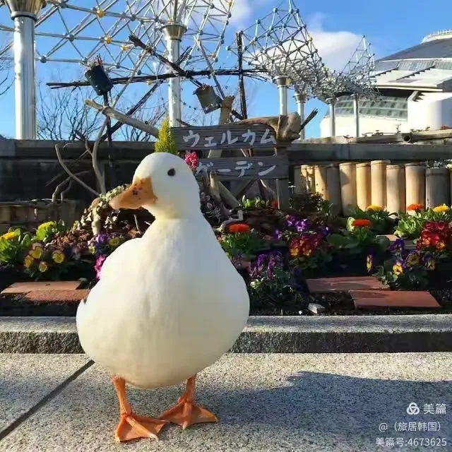 带你了解“凑一桌春天可以开挂吗”了解开挂过程-第1张图片