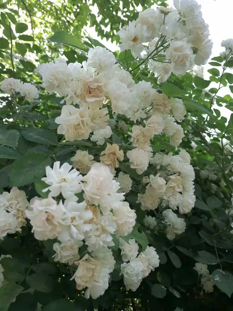 介绍一款“欢乐龙城3辅助下载”原来真的有挂-第1张图片
