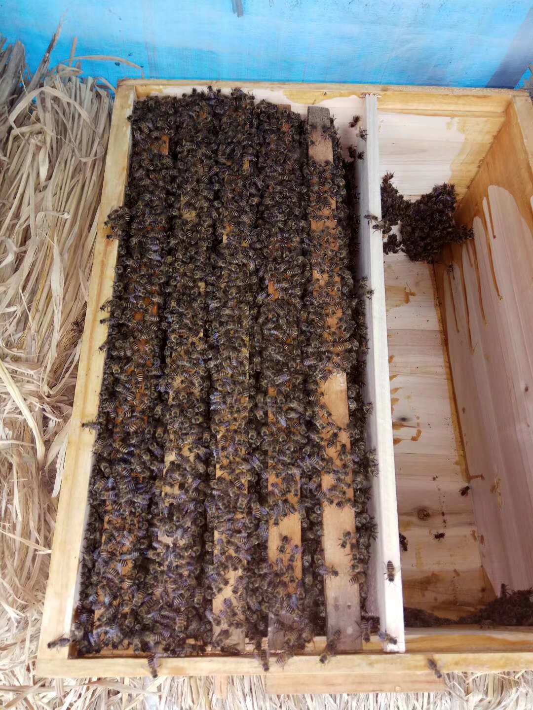 终于呈现“蜜蜂大厅有没有辅助	”爆光开挂猫腻-第2张图片