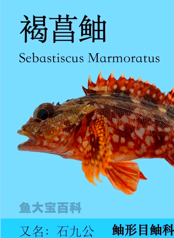 玩家攻略宝典“鱼扑克免费辅助器最新版本更新内容”(确实是有挂)-第1张图片
