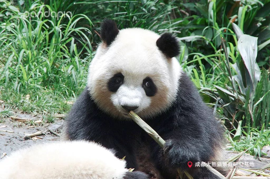 今日盘点“熊猫麻将可以开挂真假	”分享装挂步骤-第2张图片