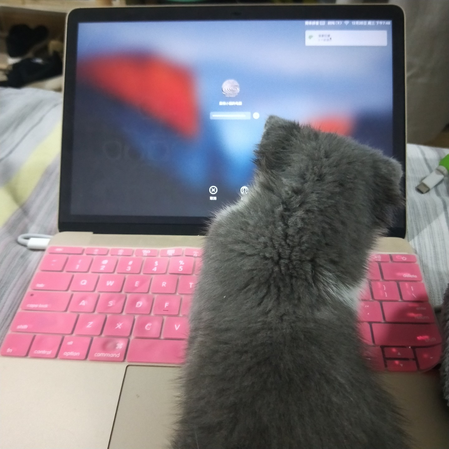 分享实测攻略“hacker猫德州辅助插件”实际有挂-第3张图片